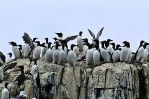 A close up of a Guillemot photo