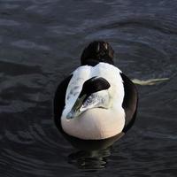 un primer plano de un pato eider foto