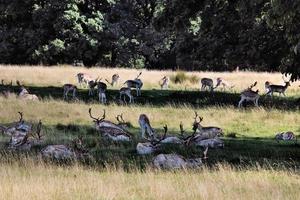 A view of a Fallow Deer photo