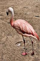 A view of a Flamingo photo