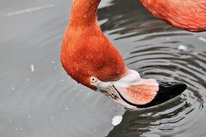 A view of a Flamingo photo