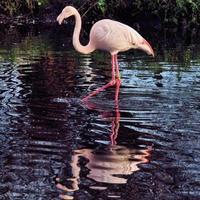 A view of a Flamingo photo