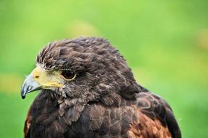 A close up of a Harris Hawk photo