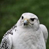 A close up of a Gyr Falcon photo