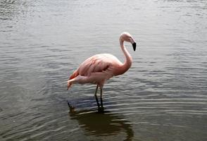 A view of a Flamingo in the water photo