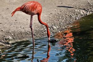 A view of a Flamingo photo