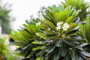 Plumeria flowers on tree photo