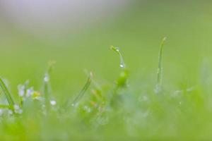 hierba verde fresca con gotas de agua