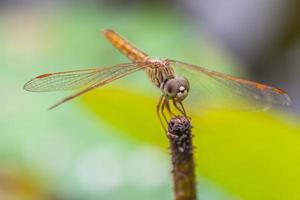 macro de libélula descansando sobre una ramita foto