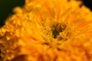 flor de caléndula amarilla con borrosa foto