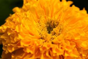 Yellow marigold flower with blurred