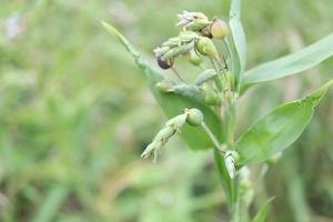 Young Job's tears 's seeds on branches and blur background. photo