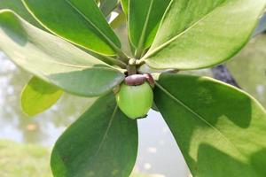 Young fruit of Pitch Apple and leaves on branch. Another name is Copey Clusia, Balsam Apple, Antognaph Tree. Leaf is egg shape and green fruit is poisonous. photo