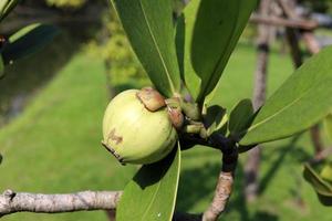 fruto joven de manzana de brea y hojas en rama. otro nombre es copey clusia, balsam apple, antognaph tree. la hoja tiene forma de huevo y la fruta verde es venenosa.
