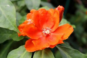 una flor naranja brillante de cactus rosa o rosa de cera y fondo de hojas verdes borrosas. la flor está floreciendo pétalos abiertos y polen blanco, tailandia. foto