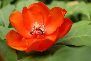 A bright orange flower of Rose cactus or Wax Rose and blur green leaves background. Flower is blooming open petasl and white pollen, Thailand. photo