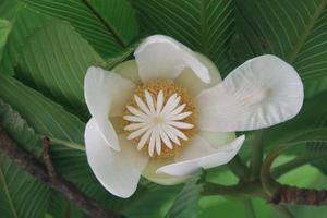 White flower of Elephant apple and green leaves background, Thailand.