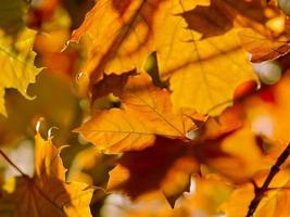 Fondo abstracto de otoño de hojas amarillas y rojas brillantes foto