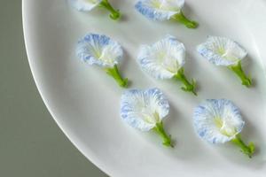 flor de guisante de mariposa blanca con puntos azules sobre fondo blanco, flor comestible asiática. foto