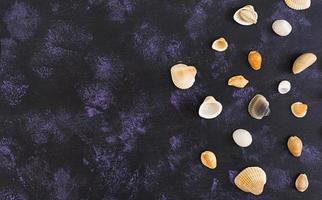 Seashell on dark background. Top view photo