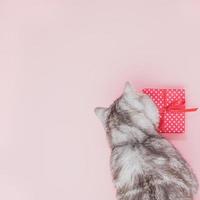 cat sitting next to the gift and looking at it, pink background, empty space for text, top view photo