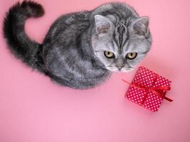 cat sitting next to the gift and looking up at the camera, pink background, empty space for text photo