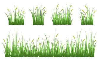 realistic reeds grass vector