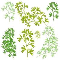 herbs silhouette, green foliage floral vector set