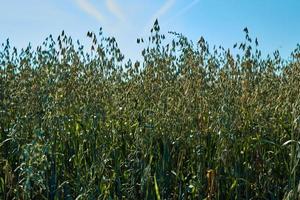 field with green ears of oats against the blue sky on a Sunny day, agriculture photo