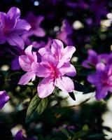 Moody flowers of Azalea, large pink buds on dark green background. The first spring sunshine shines on the beautiful pink buds of a rhododendron bush photo