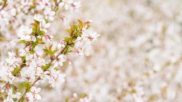 rama con flores de sakura. abundantes arbustos florecientes con capullos rosas flores de cerezo foto