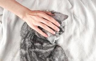 Female hand stroking lying cat on blanket, concept of tenderness and love to pet, top view photo