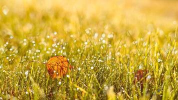 Autumn, fall banner with golden field grass, single leaves in sunset rays photo