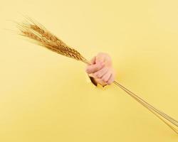 Unrecognizable woman holding spikelet on yellow background photo