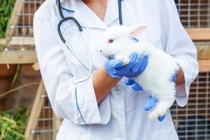 Veterinarian woman with stethoscope holding and examining rabbit on ranch background close up. Bunny in vet hands for check up in natural eco farm. Animal care and ecological farming concept.