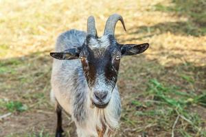 Cute goat relaxing in ranch farm in summer day. Domestic goats grazing in pasture and chewing, countryside background. Goat in natural eco farm growing to give milk and cheese. photo