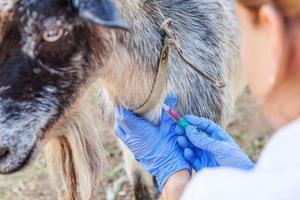 Veterinarian woman with syringe holding and injecting goat on ranch background. Young goat with vet hands, vaccination in natural eco farm. Animal care, modern livestock, ecological farming. photo