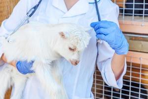 Young veterinarian woman with stethoscope holding examining goat kid on ranch background. Young goatling with vet hands for check up in natural eco farm. Animal care and ecological farming concept.