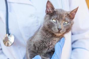 Veterinarian with stethoscope holding and examining gray kitten. Close up of young cat getting check up by vet doctor hands. Animal care and pet treatment concept. photo