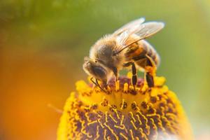 abeja melífera cubierta con néctar de bebida de polen amarillo, flor polinizadora. primavera floral natural inspiradora o fondo de jardín floreciente de verano. vida de los insectos, enfoque selectivo de primer plano macro extremo foto