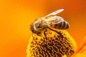 abeja melífera cubierta con néctar de bebida de polen amarillo, flor polinizadora. primavera floral natural inspiradora o fondo de jardín floreciente de verano. vida de los insectos, enfoque selectivo de primer plano macro extremo foto