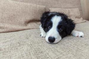 retrato divertido de un lindo cachorro sonriente collie fronterizo en casa foto