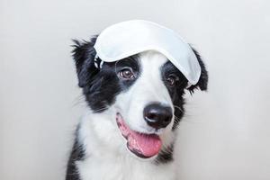 Do not disturb me, let me sleep. Funny cute smiling puppy dog border collie with sleeping eye mask isolated on white background. Rest, good night, siesta, insomnia, relaxation, tired, travel concept. photo