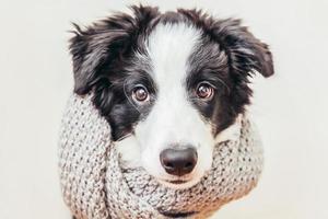 Funny studio portrait of cute smiling puppy dog border collie wearing warm clothes scarf around neck isolated on white background. Winter or autumn portrait of little dog. photo