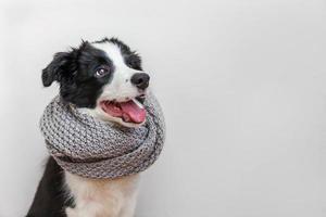 Funny studio portrait of cute smiling puppy dog border collie wearing warm clothes scarf around neck isolated on white background. Winter or autumn portrait of new lovely member of family little dog. photo