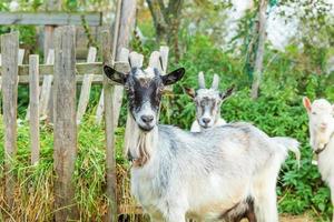 Cute chick goat relaxing in ranch farm in summer day. Domestic goats grazing in pasture and chewing, countryside background. Goat in natural eco farm growing to give milk and cheese. photo