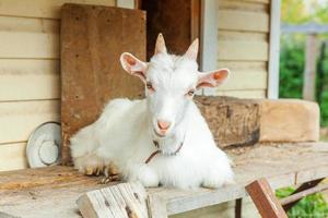 Cute chick goat relaxing in ranch farm in summer day. Domestic goats grazing in pasture and chewing, countryside background. Goat in natural eco farm growing to give milk and cheese. photo