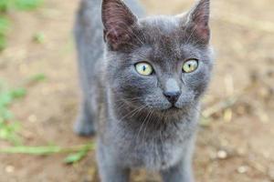 Funny short-haired domestic gray kitten sneaking through backyard background. British cat walking outdoors in garden on summer day. Pet care health and animals concept New lovely member of family photo