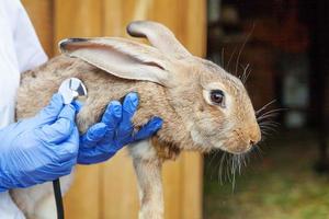 Veterinarian woman with stethoscope holding and examining rabbit on ranch background close up. Bunny in vet hands for check up in natural eco farm. Animal care and ecological farming concept. photo