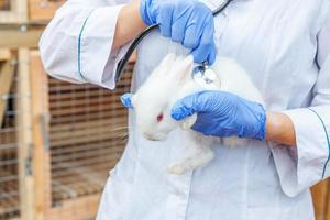 Veterinarian woman with stethoscope holding and examining rabbit on ranch background close up. Bunny in vet hands for check up in natural eco farm. Animal care and ecological farming concept. photo